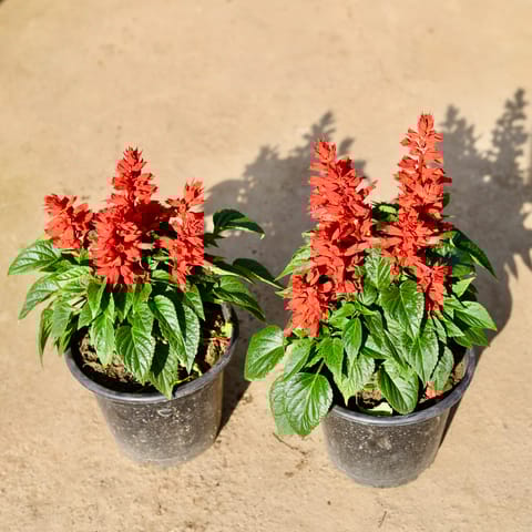 Set of 2 - Salvia (Any Colour) in 6 Inch Nursery Pot