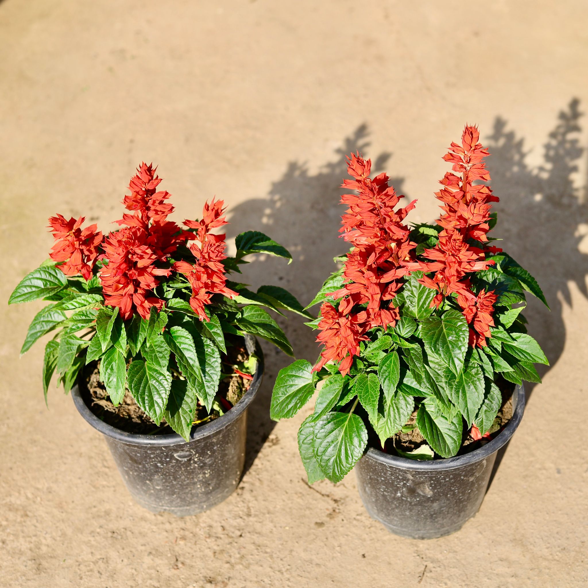 Set of 2 - Salvia (Any Colour) in 6 Inch Nursery Pot