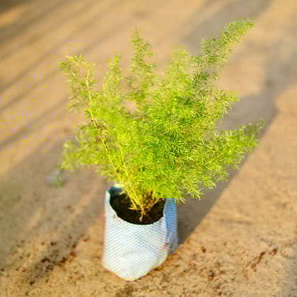 Buy Asparagus Mary in 8 Inch Nursery bag | Urvann.com
