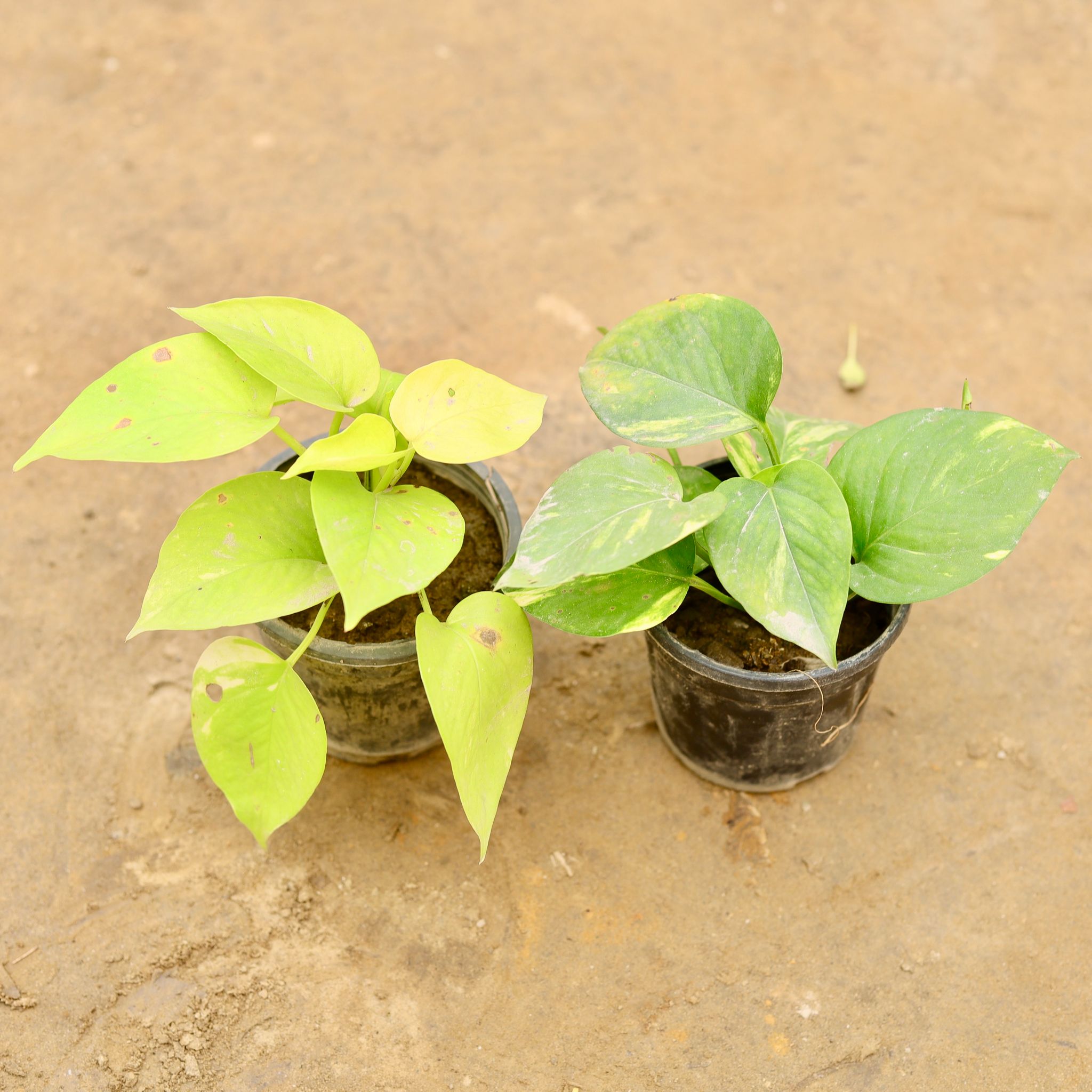 Set of 2 - Golden Money Plant in 4 Inch Nursery Pot