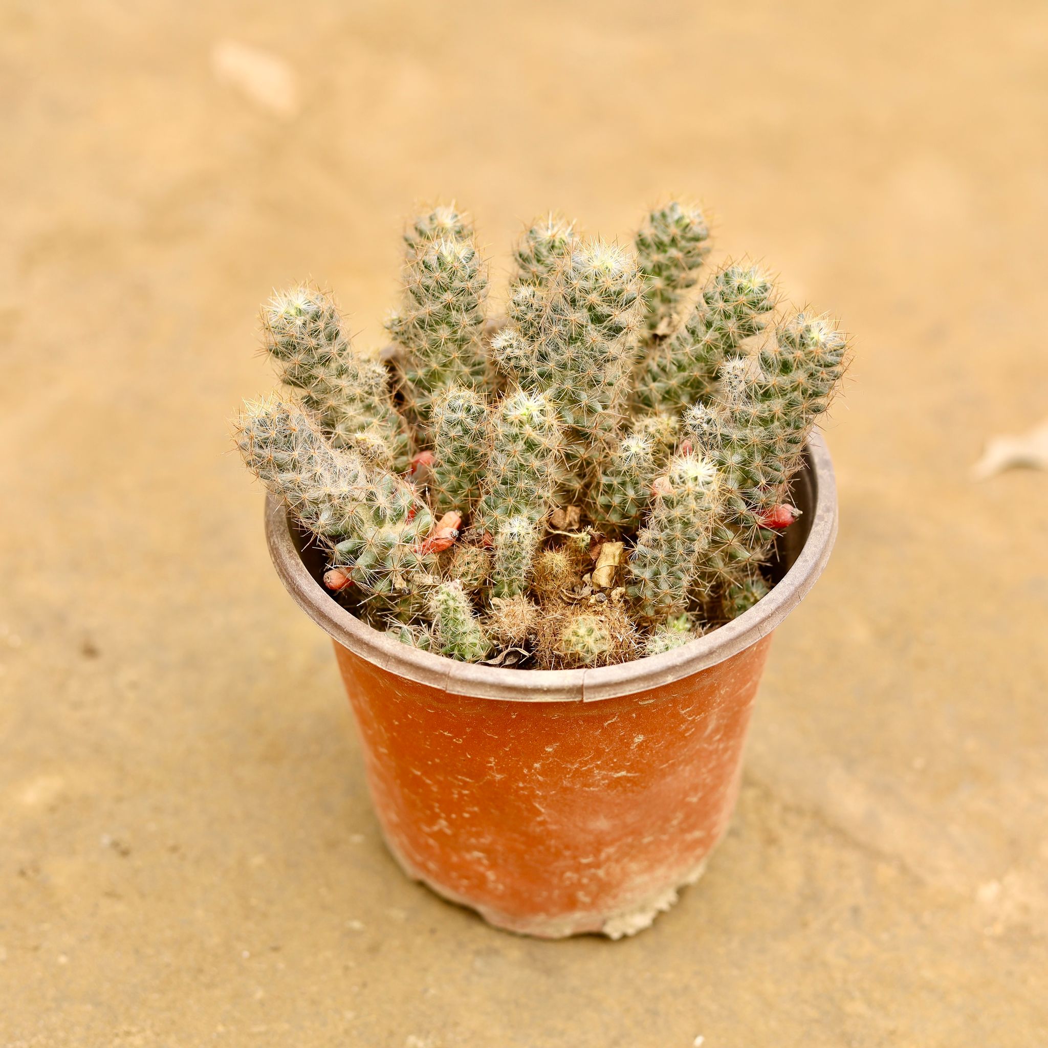 Boxer Cactus in 4 Inch Nursery Pot