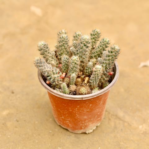 Boxer Cactus in 4 Inch Nursery Pot