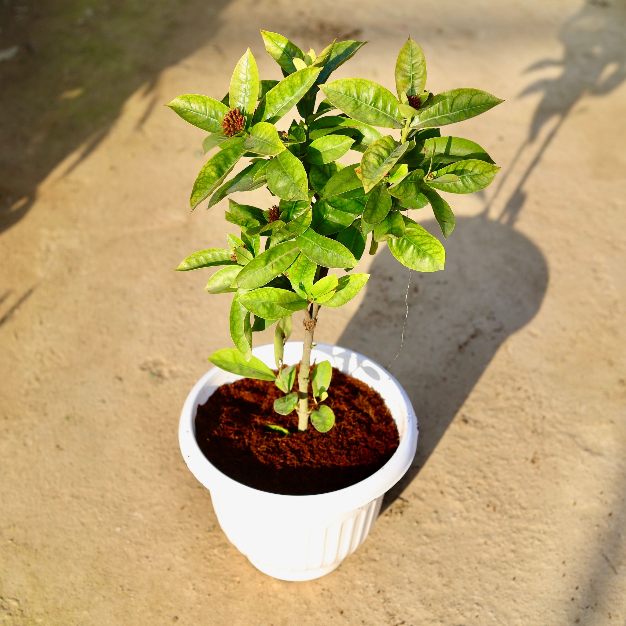 Ixora Pink (Any Colour) in 10 Inch White Olive Plastic Pot