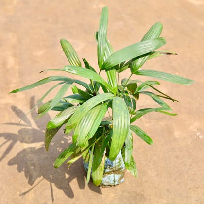 Buy Rhapis Palm in 7 Inch Nursery bag | Urvann.com