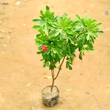 Buy Jatropha / Sundar Rupa (any colour) in 6 Inch Nursery Bag Online | Urvann.com