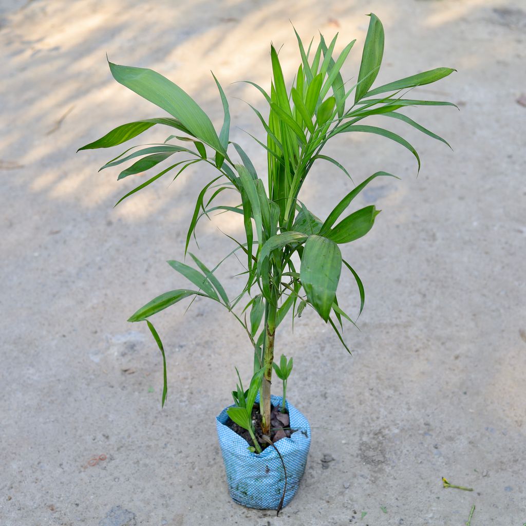Buy Bamboo / Cane Palm in 8 Inch Nursery bag | Urvann.com Bamboo / Cane Palm in 8 Inch Nursery bag