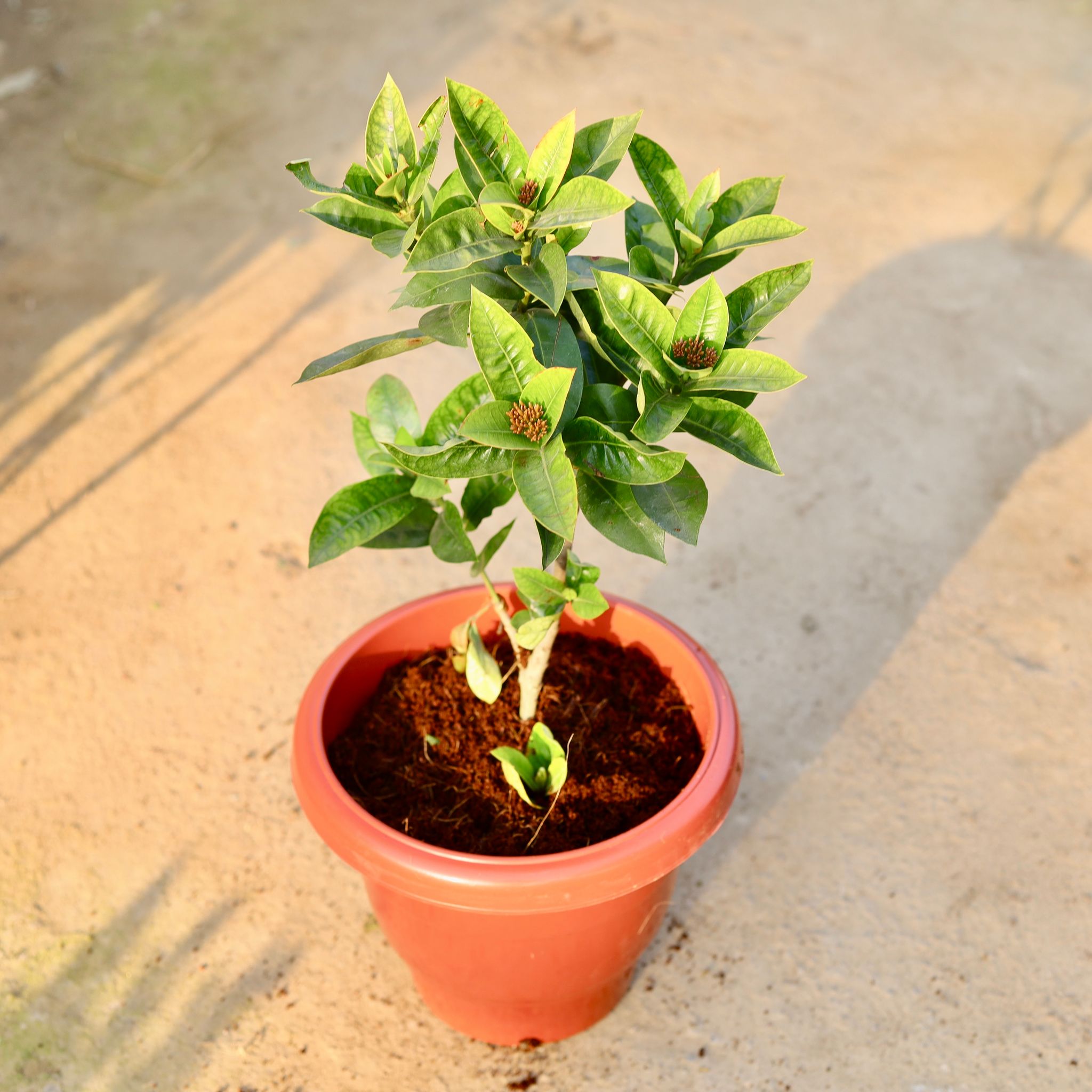 Ixora Pink (Any Colour) in 10 Inch Classy Red Plastic Pot