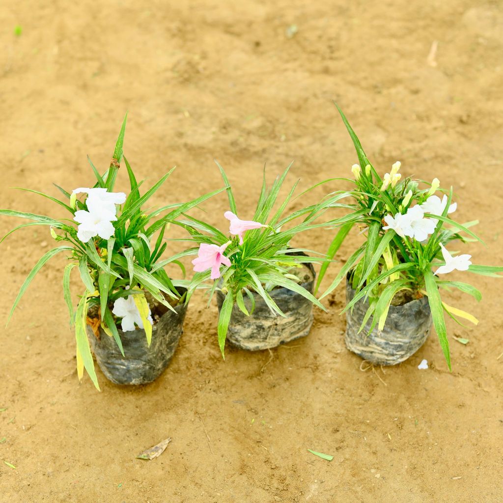 Buy Set of 3 - Ruellia / Maxican Petunia (any colour) in 4 Inch Nursery Bag Online | Urvann.com Set of 3 - Ruellia / Maxican Petunia (any colour) in 4 Inch Nursery Bag