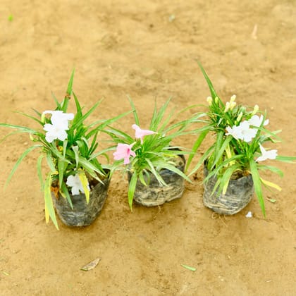 Buy Set of 3 - Ruellia / Maxican Petunia (any colour) in 4 Inch Nursery Bag Online | Urvann.com
