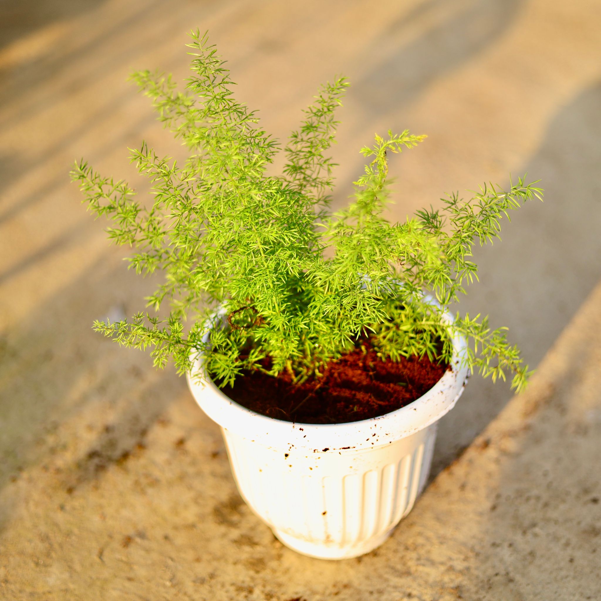 Asparagus Mary in 10 Inch White Olive Plastic Pot