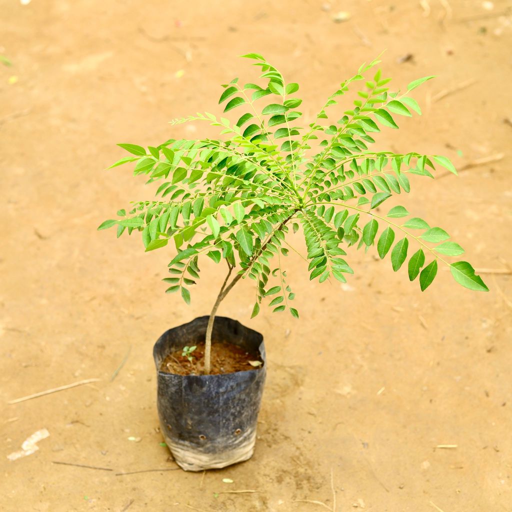 Buy Curry Patta (~ 2.5 Ft) in 6 Inch Nursery Bag Online | Urvann.com Curry Patta (~ 2.5 Ft) in 6 Inch Nursery Bag