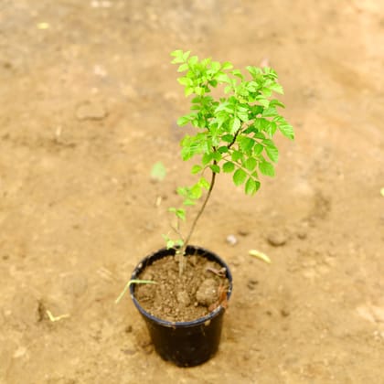 Buy Tecoma Capensis in 5 Inch Nursery Pot Online | Urvann.com