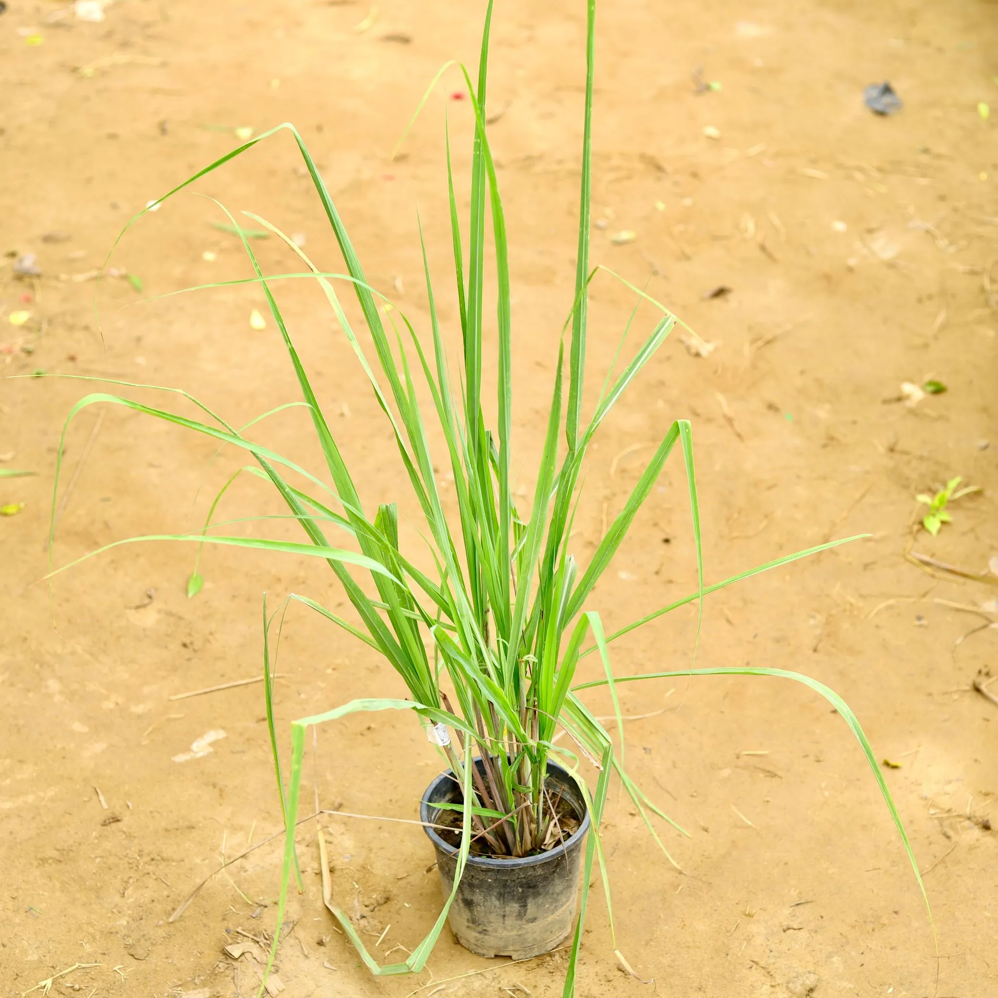 Lemon Grass in 6 Inch Nursery Pot