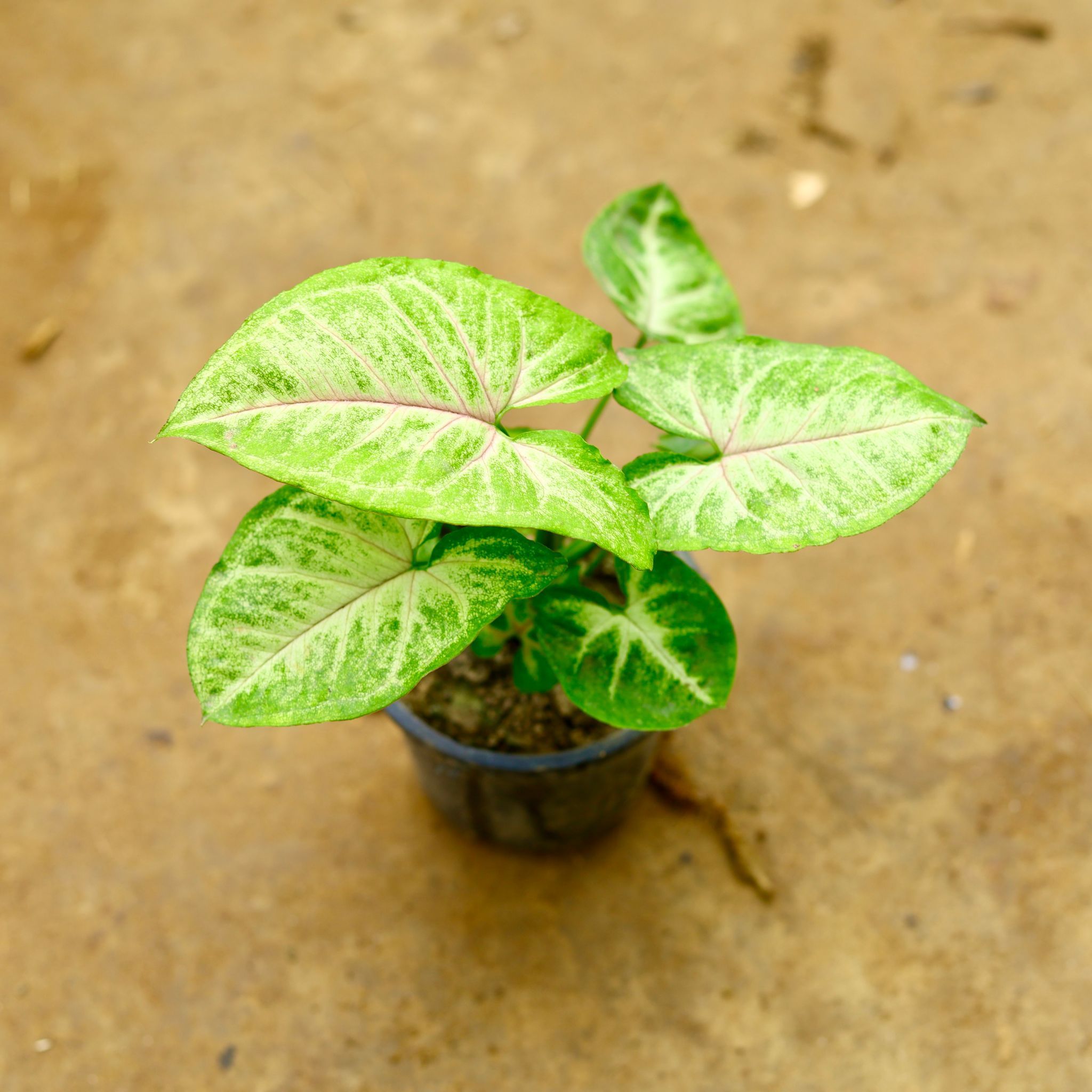 Syngonium Arrow head in 4 Inch Nursery Pot