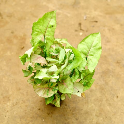 Syngonium Brown in 4 Inch Nursery Pot