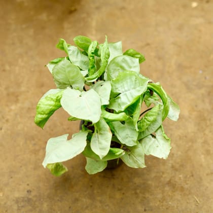 Buy Syngonium White in 4 Inch Nursery Pot Online | Urvann.com