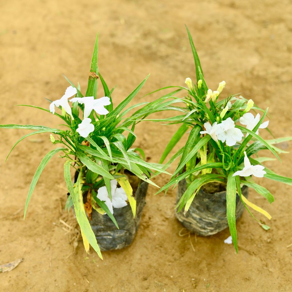Buy Set of 2 - Ruellia / Maxican Petunia (any colour) in 4 Inch Nursery Bag Online | Urvann.com Set of 2 - Ruellia / Maxican Petunia (any colour) in 4 Inch Nursery Bag