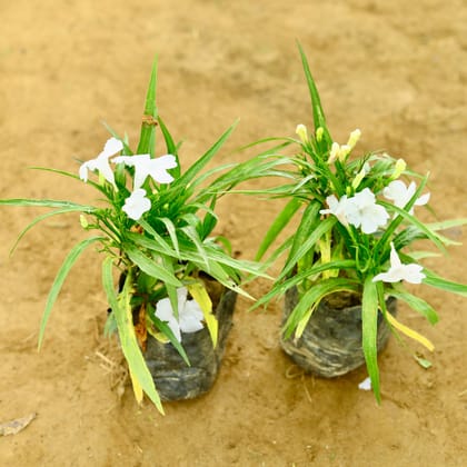 Buy Set of 2 - Ruellia / Maxican Petunia (any colour) in 4 Inch Nursery Bag Online | Urvann.com