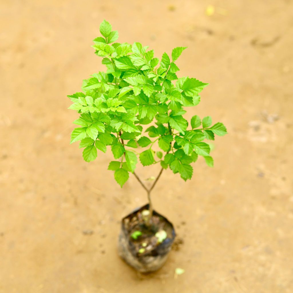 Buy Tecoma Capensis in 4 Inch Nursery Bag Online | Urvann.com Tecoma Capensis in 4 Inch Nursery Bag
