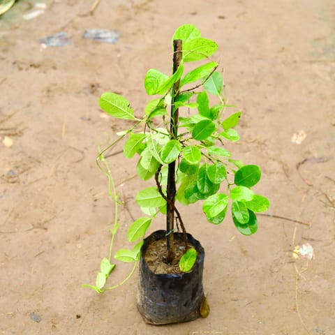 Allamanda Creeper (any colour) in 6 Inch Nursery Bag