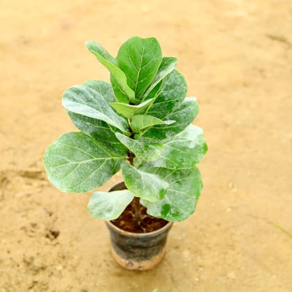 Buy Fiddle Leaf Fig / Ficus Lyrata in 6 Inch Nursery pot Online | Urvann.com