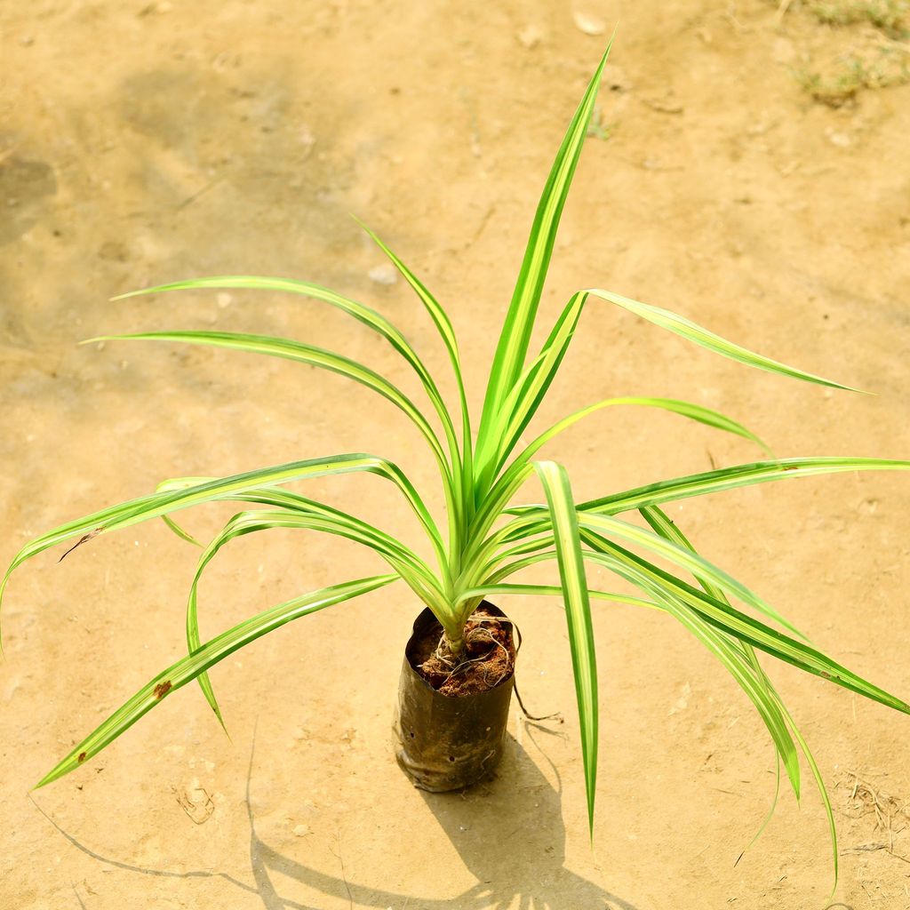 Buy Pandanus in 4 Inch Nursery Bag Online | Urvann.com Pandanus / Screwpine in 4 Inch Nursery Bag