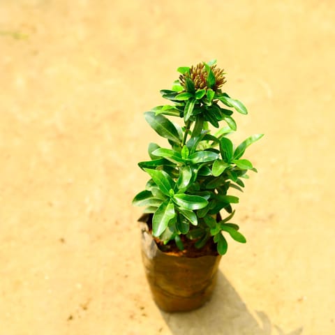 Ixora Pink in 4 Inch Nursery Bag