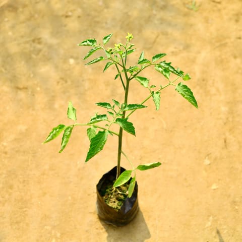 Tomato in 4 Inch Nursery Bag