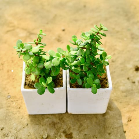 Set of 2 - Jade in 4 Inch Classy White Square Ceramic Pot