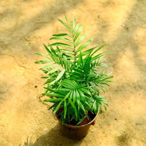 Chamaedorea Palm in 6 Inch Nursery Pot
