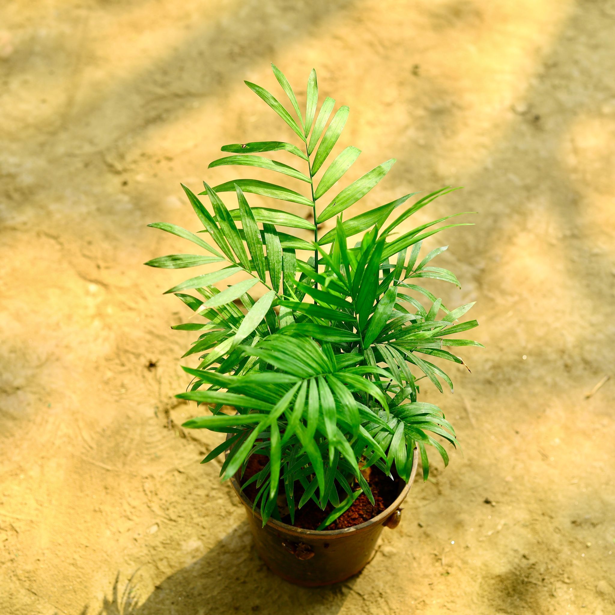 Chamaedorea Palm in 6 Inch Nursery Pot