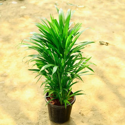 Buy Areca Palm Bushy (~ 3 Ft) in 8 Inch Nursery Pot Online | Urvann.com
