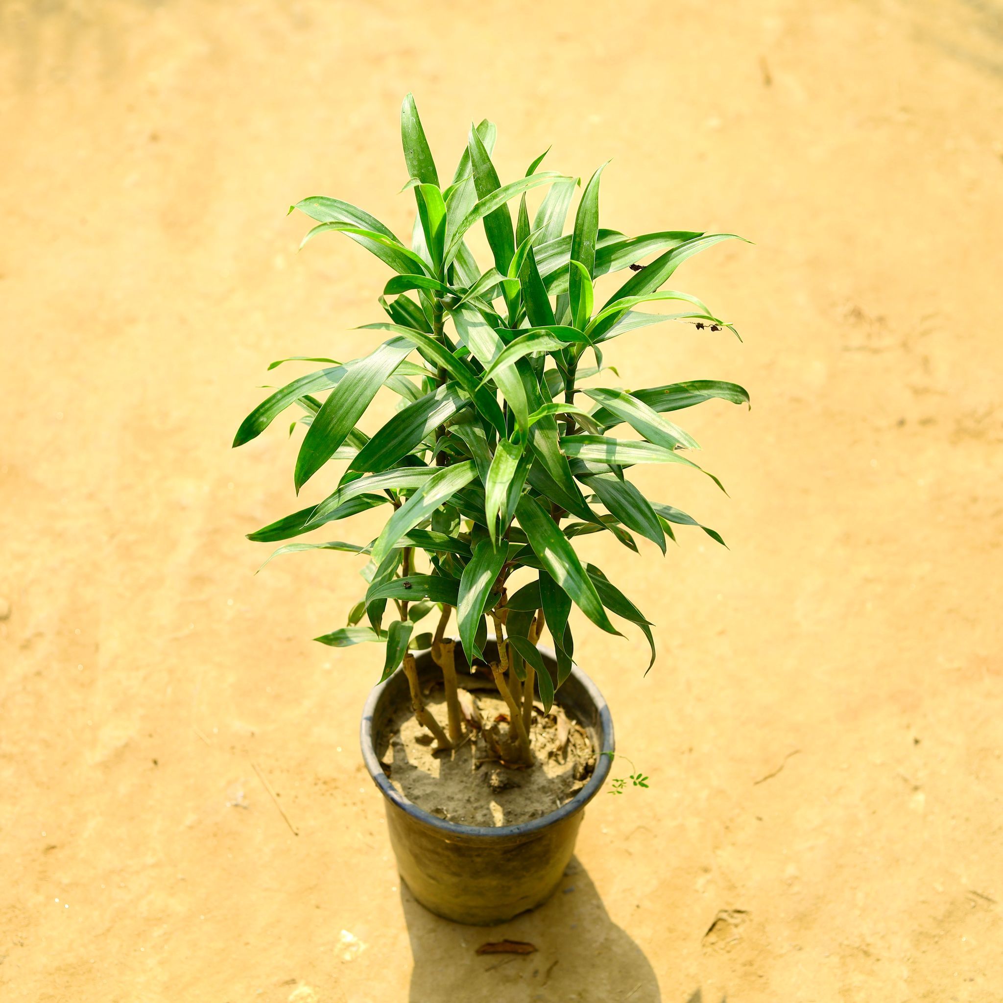 Dracaena Messenger in 8 Inch Nursery Pot