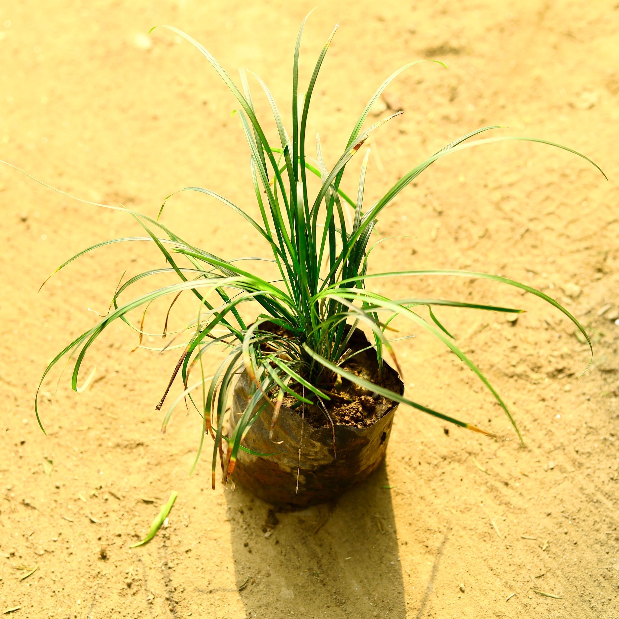Black Grass in 4 Inch Nursery Bag