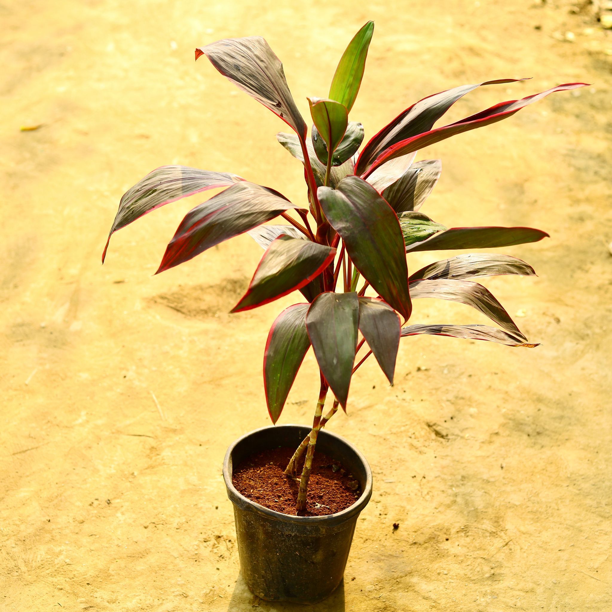 Dracaena Rosea in 8 Inch Nursery Pot