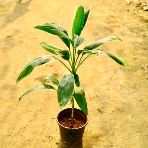 Dracaena Green in 8 Inch Nursery Pot