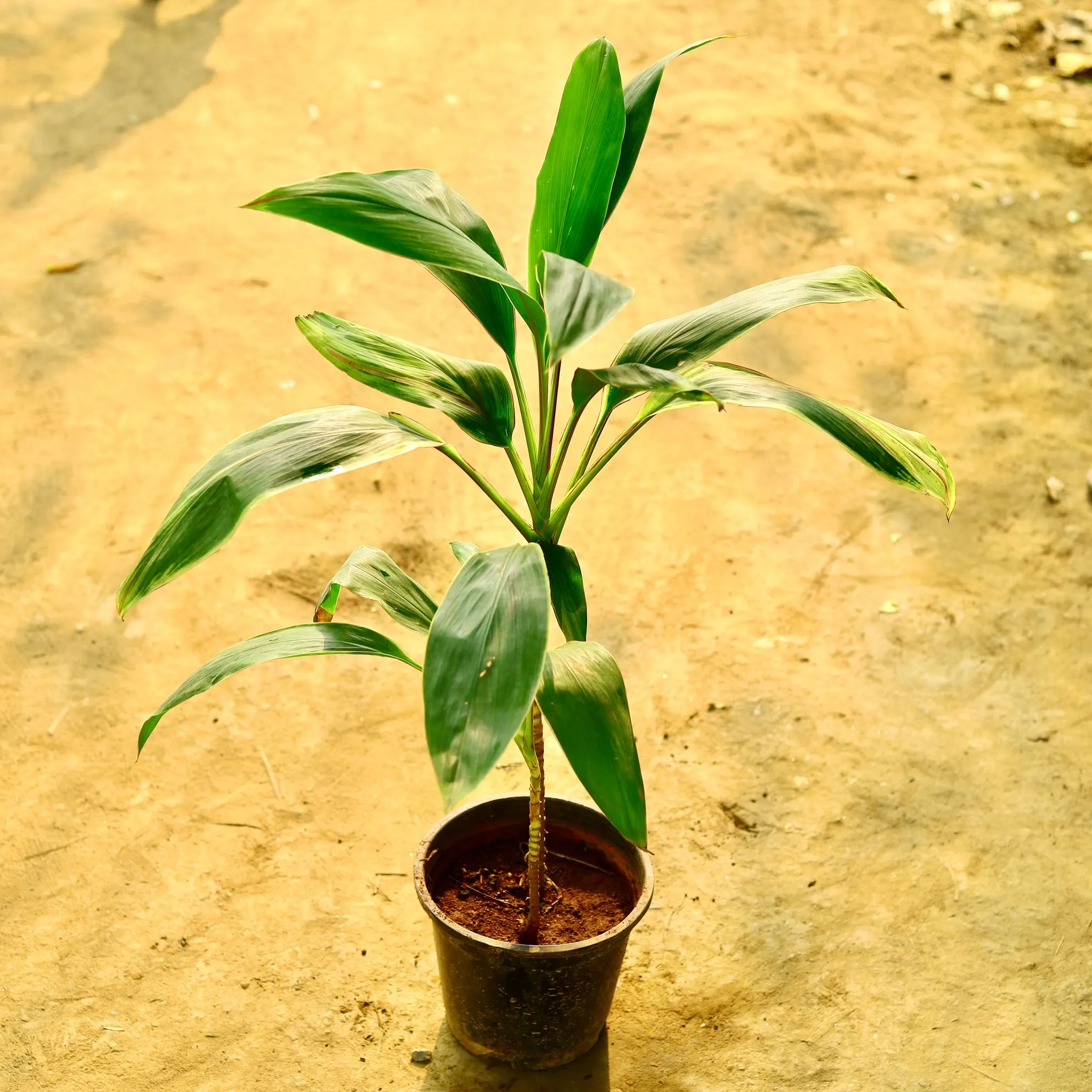 Dracaena Green in 8 Inch Nursery Pot