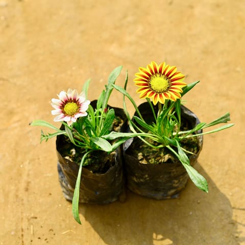 Set of 2 - Gazania (Any Colour) in 4 Inch Nursery bag