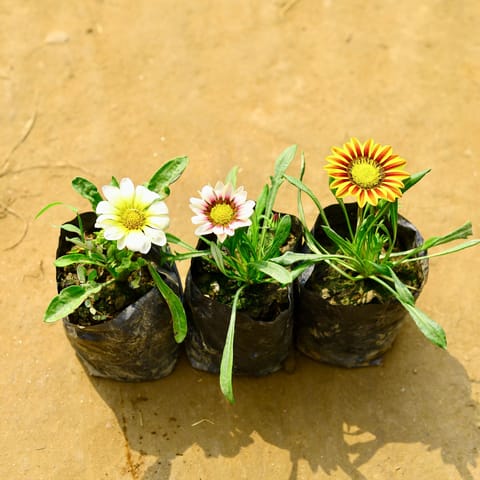Set of 3 - Gazania (Any Colour) in 4 Inch Nursery bag