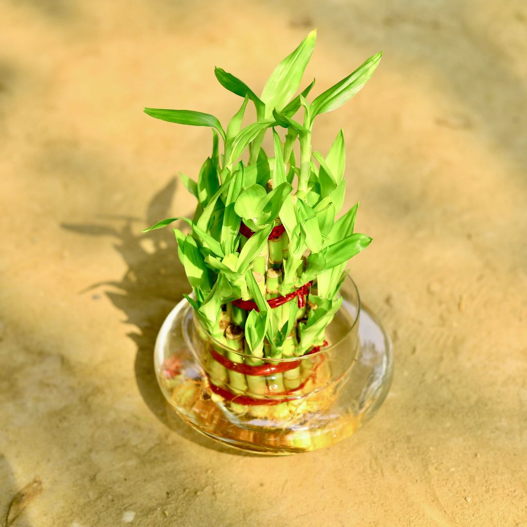 Buy 3 Layer Lucky Bamboo in 3 Inch Glass Pot Online | Urvann.com 3 Layer Lucky Bamboo in 3 Inch Glass Pot