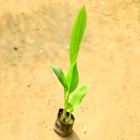 Canna Lily / keli (any colour) in 4 Inch Nursery bag