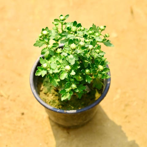 Chrysanthemum / Guldaudi / Guldawari (Any Colour) in 6 Inch Nursery Pot