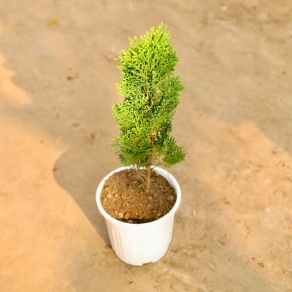 Buy Morpankhi Golden in 6 Inch Nursery Pot Online | Urvann.com