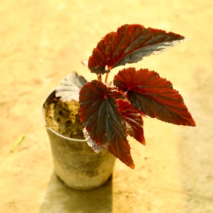 Buy Begonia Red in 6 Inch Nursery Pot Online | Urvann.com