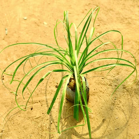 Lolina / Nolina Palm in 4 Inch Nursery Bag