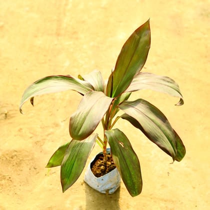 Buy Dracaena Rosea in 4 Inch Nursery Bag Online | Urvann.com