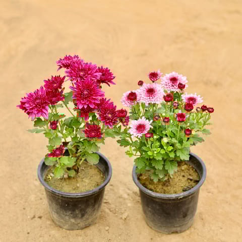 Set Of 2 - Chrysanthemum / Guldawari / Guldaudi (Any Colour) in 6 Inch Nursery Pot