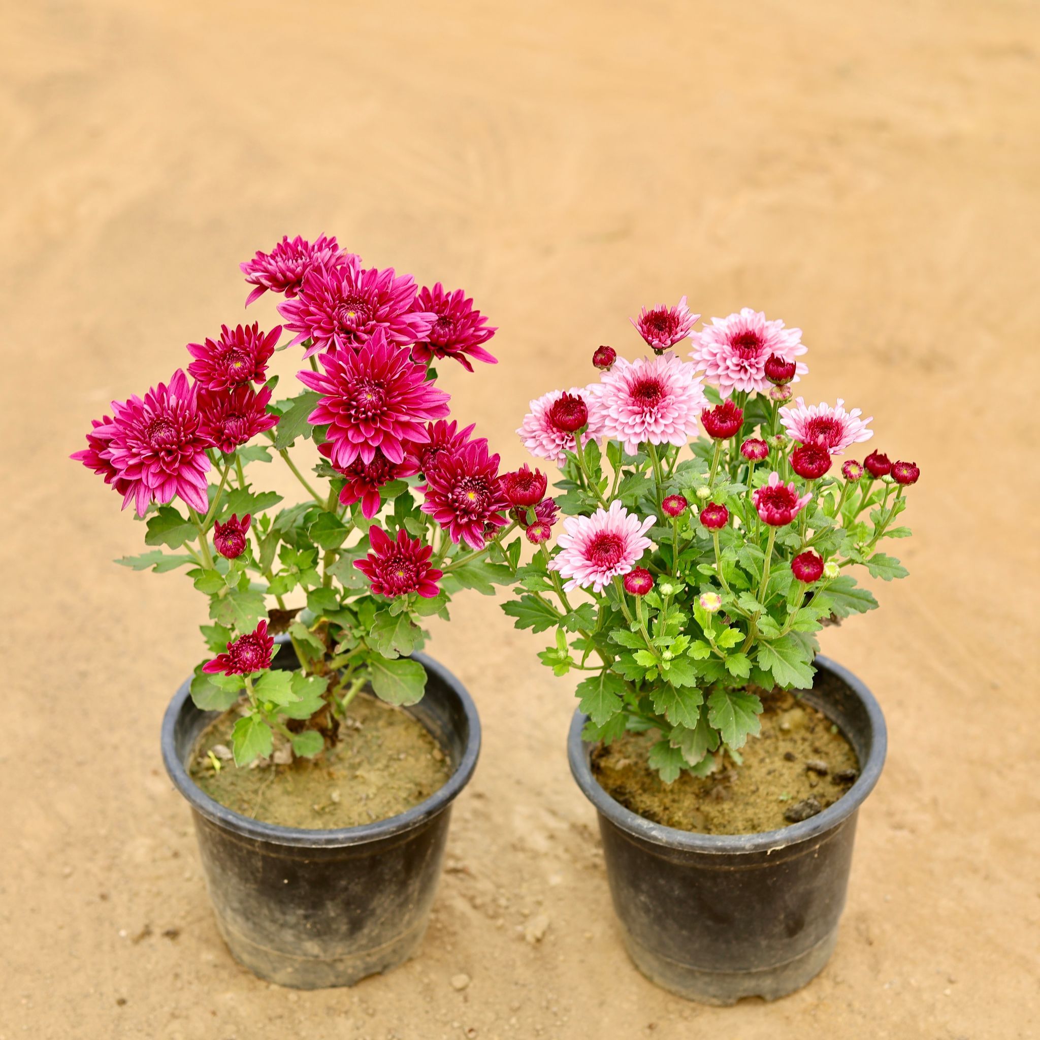 Set Of 2 - Chrysanthemum / Guldawari / Guldaudi (Any Colour) in 6 Inch Nursery Pot