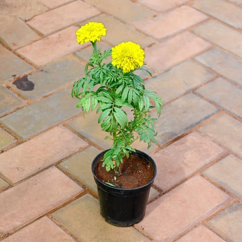 Marigold / Genda (any colour) in 5 Inch Nursery Pot