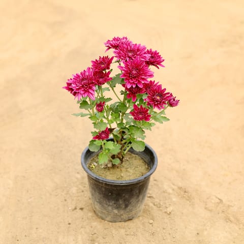 Chrysanthemum / Guldawari / Guldaudi (Any Colour) in 6 Inch Nursery Pot